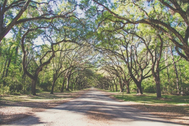 Visit Boone Hall Plantation in Charleston, Florida