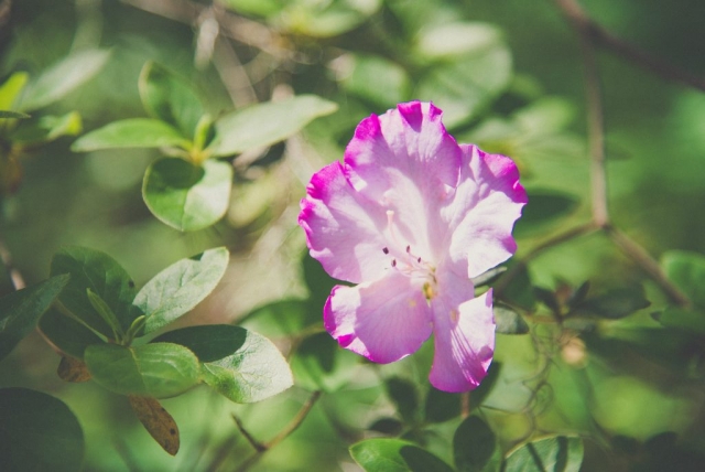 Visit Boone Hall Plantation in Charleston, Florida
