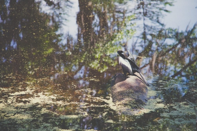 Visit Boone Hall Plantation in Charleston, Florida