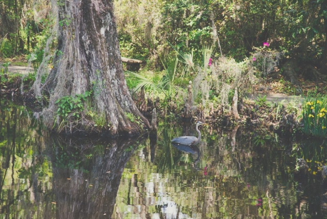 Visit Boone Hall Plantation in Charleston, Florida