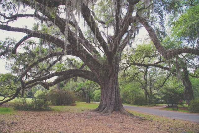 Visit Boone Hall Plantation in Charleston, Florida